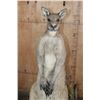 Image 4 : Life-sized KANGAROO on a Decorative Base with Wheels