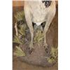 Image 5 : Life-sized KANGAROO on a Decorative Base with Wheels