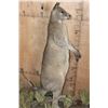 Image 7 : Life-sized KANGAROO on a Decorative Base with Wheels
