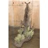 Image 8 : Life-sized KANGAROO on a Decorative Base with Wheels