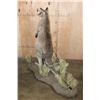 Image 9 : Life-sized KANGAROO on a Decorative Base with Wheels