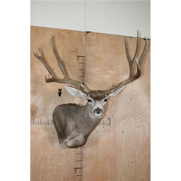Massive XXL 10-Point MULE DEER Wall Pedestal
