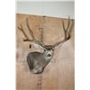 Image 1 : Massive XXL 10-Point MULE DEER Wall Pedestal