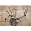 Image 2 : Massive XXL 10-Point MULE DEER Wall Pedestal