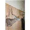 Image 3 : Massive XXL 10-Point MULE DEER Wall Pedestal