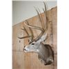 Image 4 : Massive XXL 10-Point MULE DEER Wall Pedestal