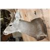 Image 5 : Massive XXL 10-Point MULE DEER Wall Pedestal