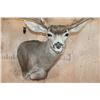 Image 6 : Massive XXL 10-Point MULE DEER Wall Pedestal