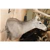 Image 7 : Massive XXL 10-Point MULE DEER Wall Pedestal