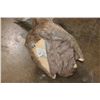 Image 9 : Massive XXL 10-Point MULE DEER Wall Pedestal