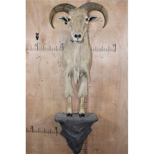 Half-body AOUDAD on a Wall Hanging Base