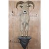 Image 1 : Half-body AOUDAD on a Wall Hanging Base