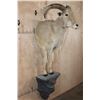 Image 2 : Half-body AOUDAD on a Wall Hanging Base