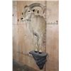 Image 3 : Half-body AOUDAD on a Wall Hanging Base