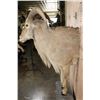 Image 4 : Half-body AOUDAD on a Wall Hanging Base