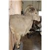 Image 5 : Half-body AOUDAD on a Wall Hanging Base