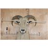 Image 6 : Half-body AOUDAD on a Wall Hanging Base