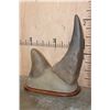 Image 1 : Set of Reproduction RHINOCEROS Horns on a Walnut Wood Base
