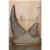 Image 4 : Set of Reproduction RHINOCEROS Horns on a Walnut Wood Base