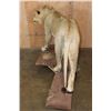 Image 10 : *TEXAS RESIDENTS ONLY* Life-sized AFRICAN LION on a Natural Base with Wheels