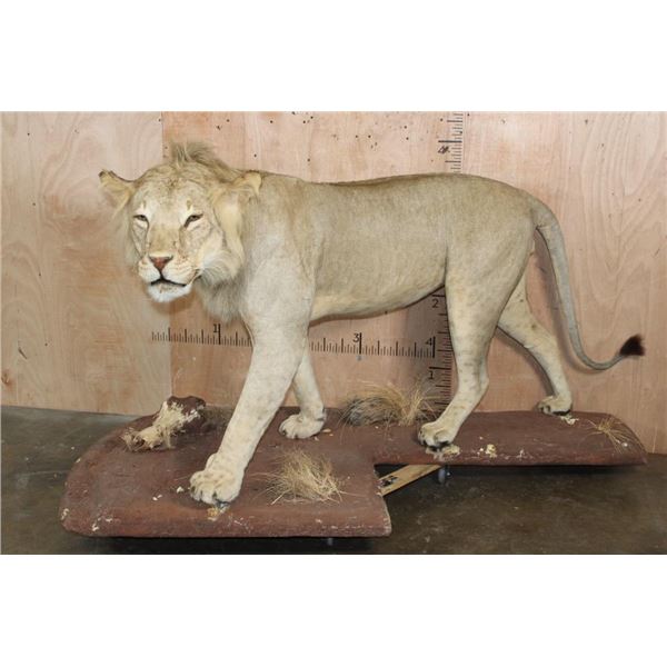 *TEXAS RESIDENTS ONLY* Life-sized AFRICAN LION on a Natural Base with Wheels