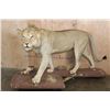 Image 1 : *TEXAS RESIDENTS ONLY* Life-sized AFRICAN LION on a Natural Base with Wheels