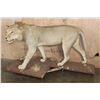 Image 2 : *TEXAS RESIDENTS ONLY* Life-sized AFRICAN LION on a Natural Base with Wheels