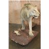 Image 3 : *TEXAS RESIDENTS ONLY* Life-sized AFRICAN LION on a Natural Base with Wheels