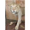 Image 5 : *TEXAS RESIDENTS ONLY* Life-sized AFRICAN LION on a Natural Base with Wheels