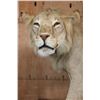 Image 6 : *TEXAS RESIDENTS ONLY* Life-sized AFRICAN LION on a Natural Base with Wheels