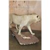 Image 7 : *TEXAS RESIDENTS ONLY* Life-sized AFRICAN LION on a Natural Base with Wheels