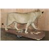 Image 8 : *TEXAS RESIDENTS ONLY* Life-sized AFRICAN LION on a Natural Base with Wheels