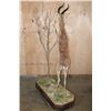 Image 11 : XXL Life-sized GERENUK on a Decorative Base