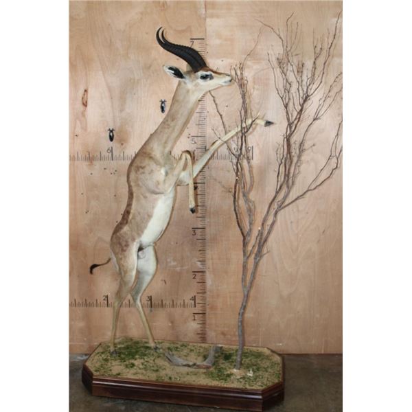 XXL Life-sized GERENUK on a Decorative Base