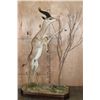 Image 1 : XXL Life-sized GERENUK on a Decorative Base