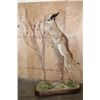Image 3 : XXL Life-sized GERENUK on a Decorative Base