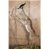 Image 4 : XXL Life-sized GERENUK on a Decorative Base