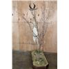 Image 5 : XXL Life-sized GERENUK on a Decorative Base