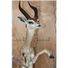 Image 6 : XXL Life-sized GERENUK on a Decorative Base