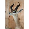 Image 7 : XXL Life-sized GERENUK on a Decorative Base