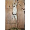 Image 8 : XXL Life-sized GERENUK on a Decorative Base
