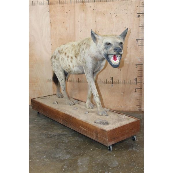 Life-sized HYENA on a Wood Base with Wheels