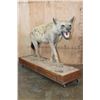 Image 1 : Life-sized HYENA on a Wood Base with Wheels