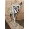 Image 4 : Life-sized HYENA on a Wood Base with Wheels