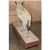 Image 7 : Life-sized HYENA on a Wood Base with Wheels