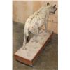 Image 8 : Life-sized HYENA on a Wood Base with Wheels