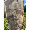 Image 3 : Scrimshawed GIRAFFE Bone Carving
