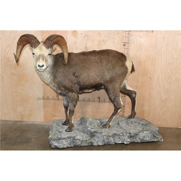 XL Life-sized STONE SHEEP on a Decorative Rocky Base with Wheels