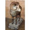Image 2 : XL Life-sized STONE SHEEP on a Decorative Rocky Base with Wheels