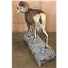 Image 4 : XL Life-sized STONE SHEEP on a Decorative Rocky Base with Wheels